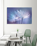 Obraz Púpavy zs1255